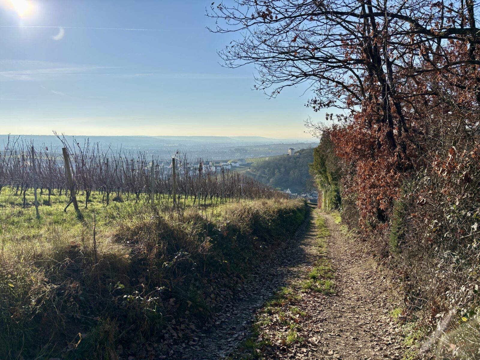 Wandern im Rheingau: Riesling-Schleife bei Martinsthal