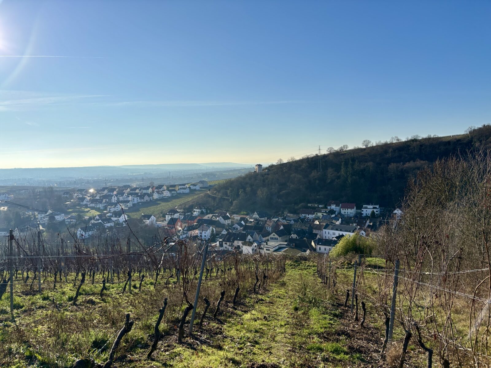 Wandern im Rheingau: Riesling-Schleife bei Martinsthal
