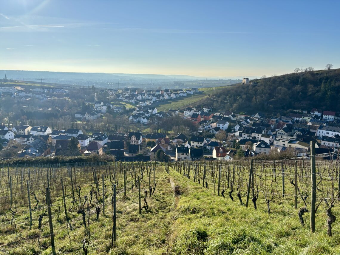 Wandern im Rheingau: Riesling-Schleife bei Martinsthal
