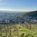 Wandern im Rheingau: Riesling-Schleife bei Martinsthal