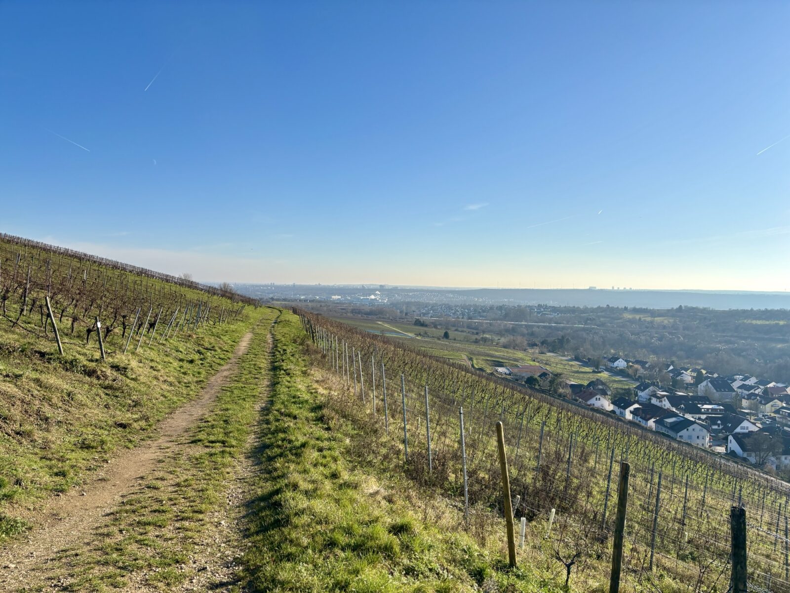 Wandern im Rheingau: Riesling-Schleife bei Martinsthal