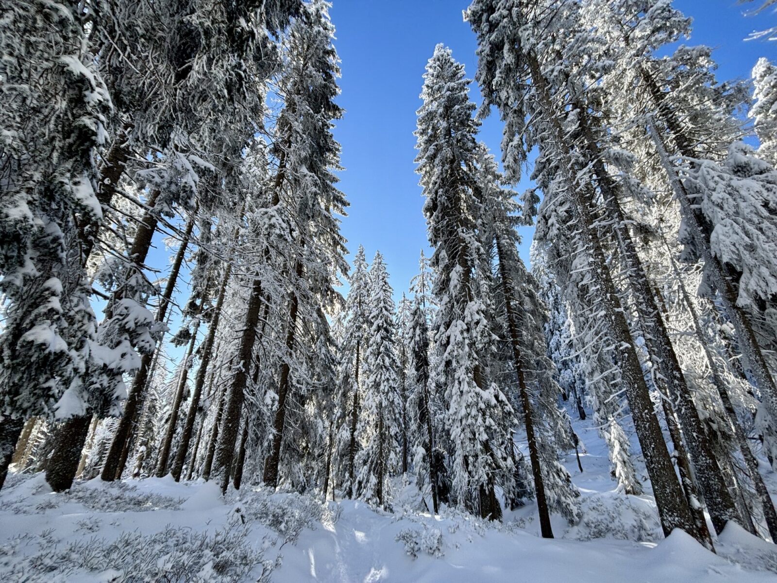 Schneeschuhwandern im Bayrischen Wald: Charmer Hütte und Kleiner Arber