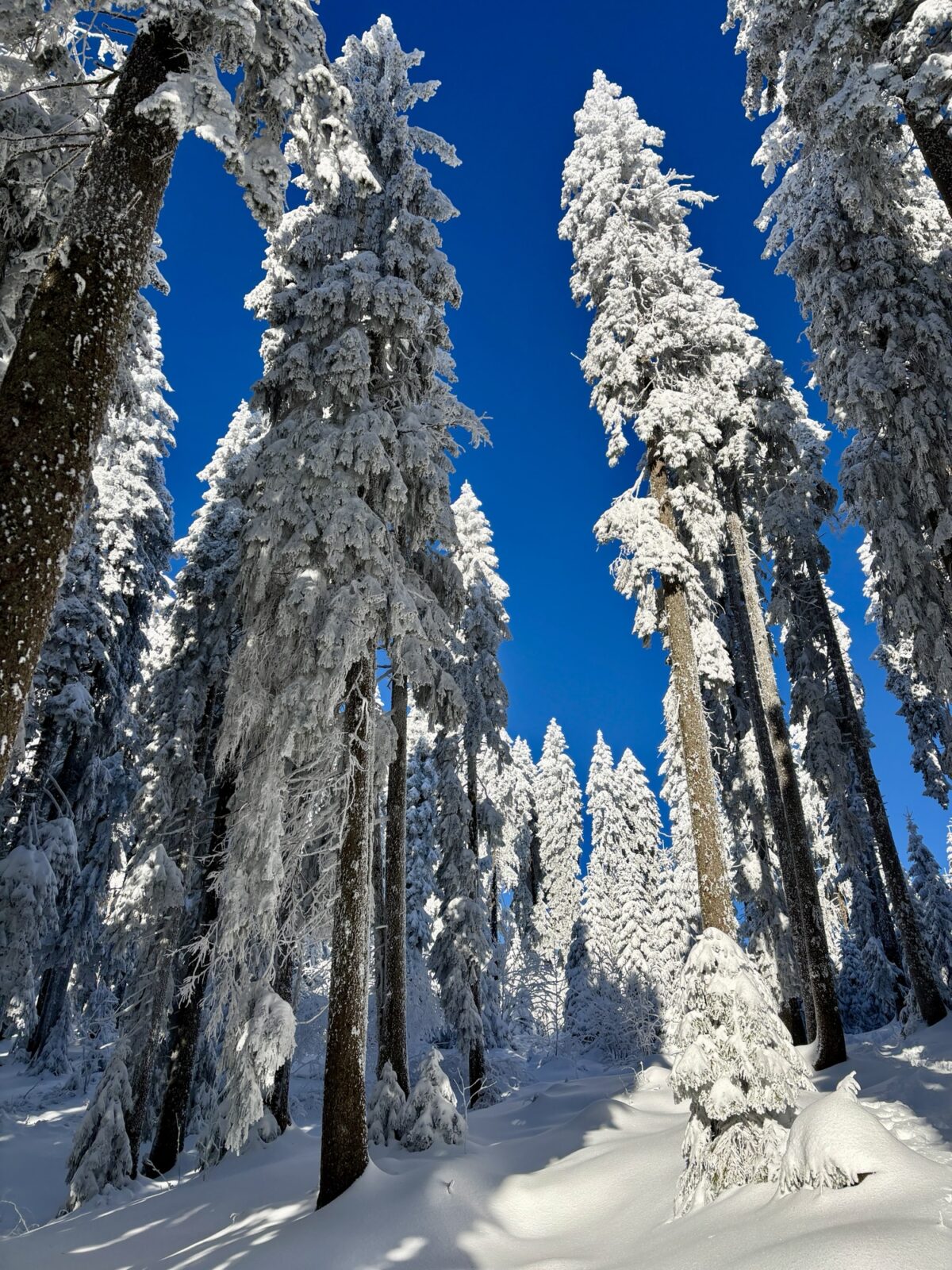 Schneeschuhwandern im Bayrischen Wald: Charmer Hütte und Kleiner Arber