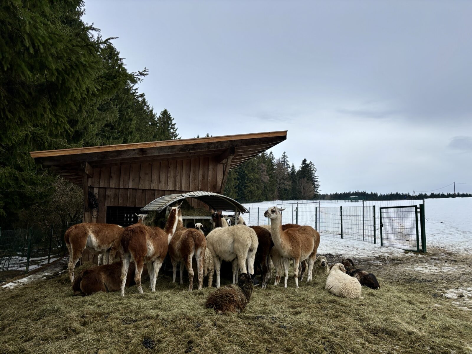 Unterwegs im Bayerischen Wald: Waldwipfelweg in St. Englmar