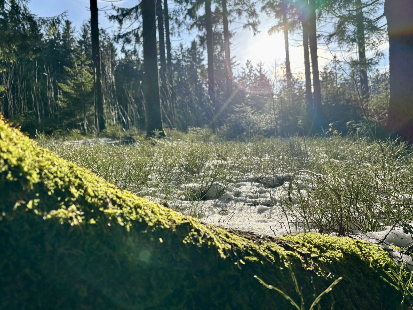 Wandern im Bayerischen Wald: Predigtstuhl und Knogl