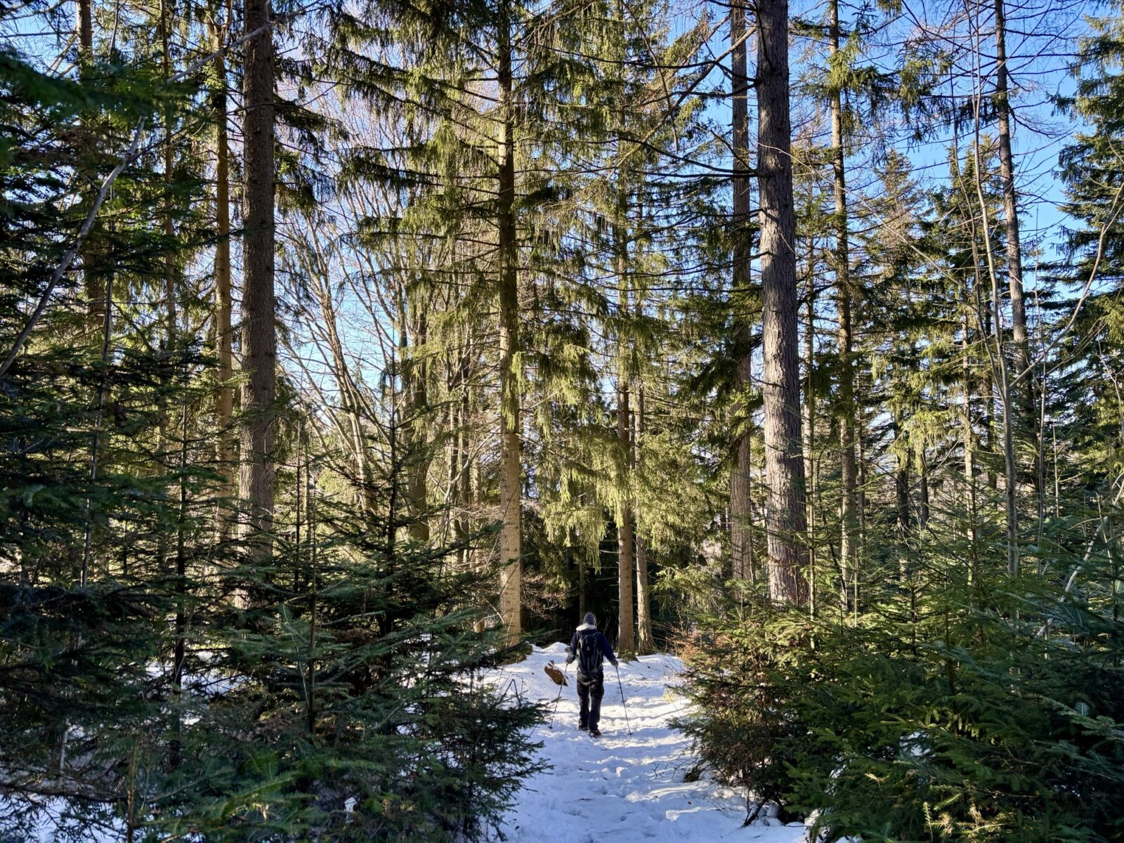 Schneeschuhwandern im Bayerischen Wald: Silberberg bei Bodenmais
