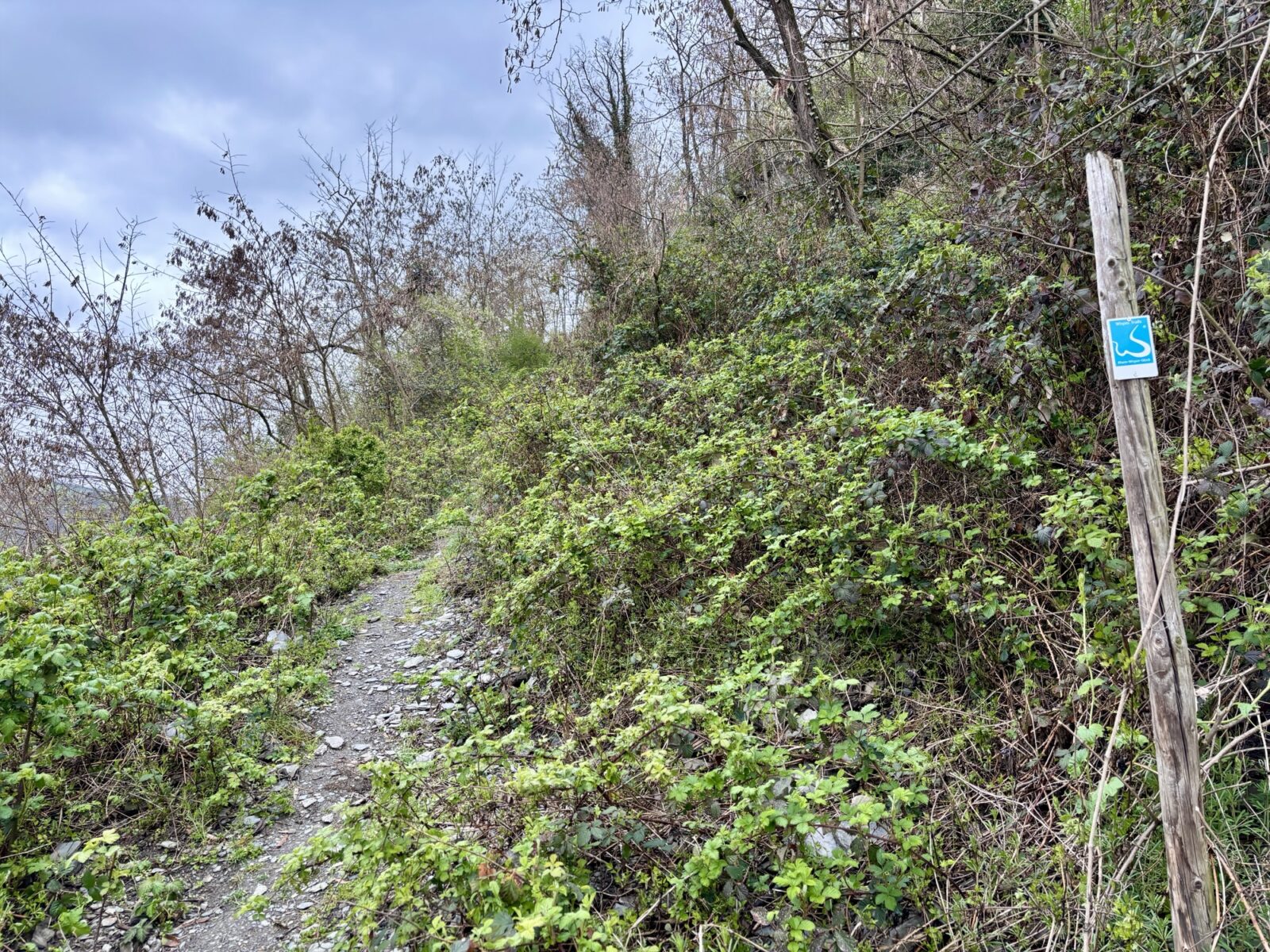Wandern im Mittelrheintal: Rhein-Wisper-Glück bei Lorchhausen