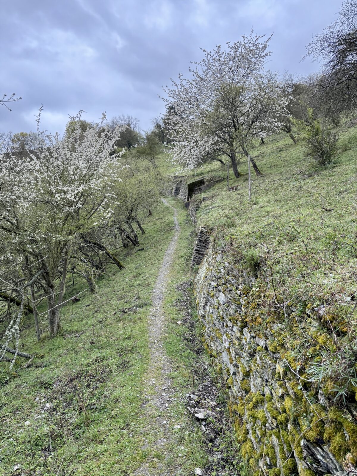 Wandern im Mittelrheintal: Rhein-Wisper-Glück bei Lorchhausen