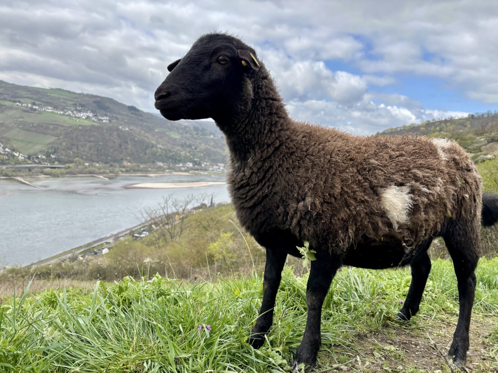Wandern im Mittelrheintal: Rhein-Wisper-Glück bei Lorchhausen