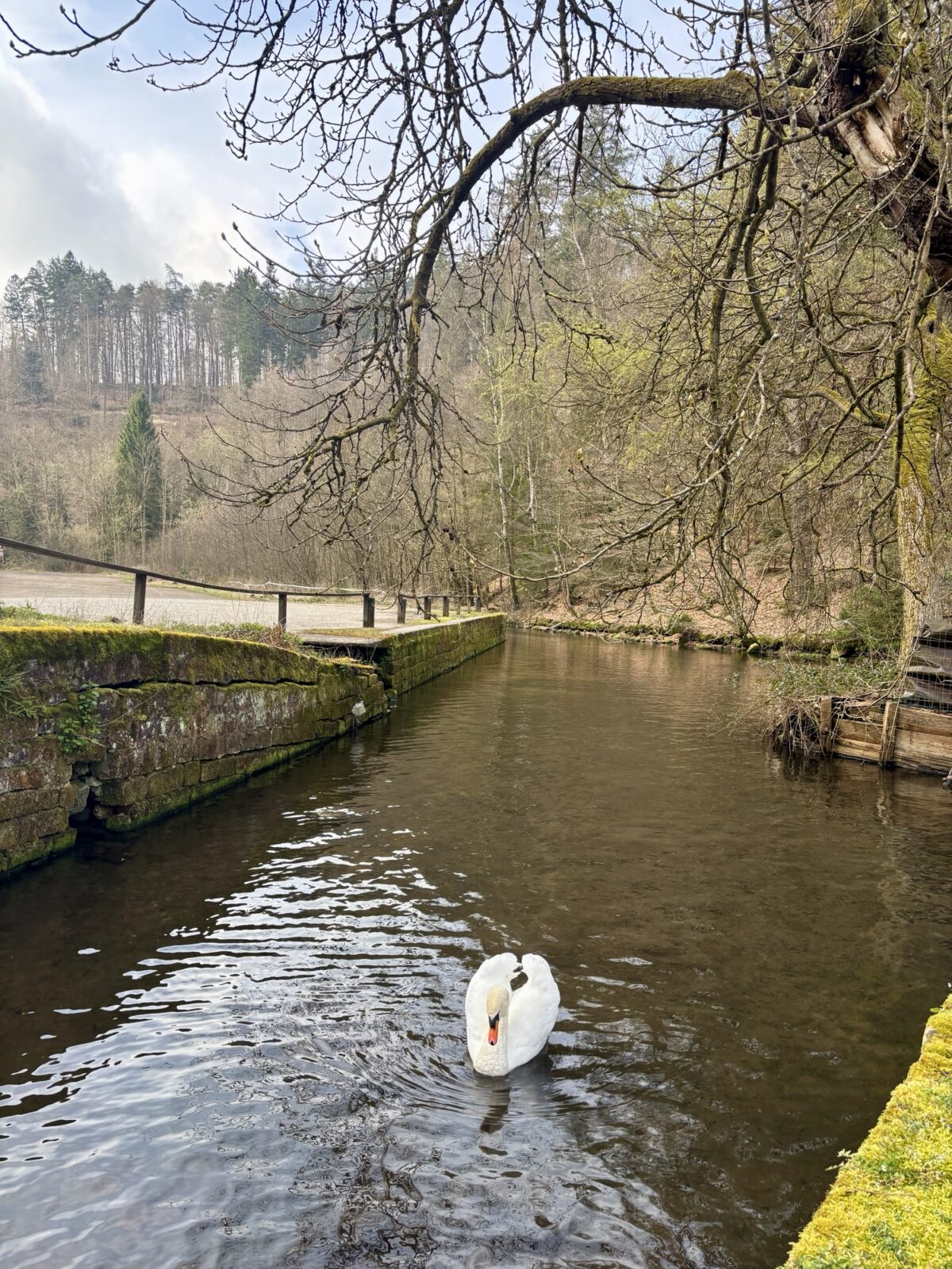 Wandern in der Pfalz: Rundwanderweg Karlstalschlucht bei Trippstadt