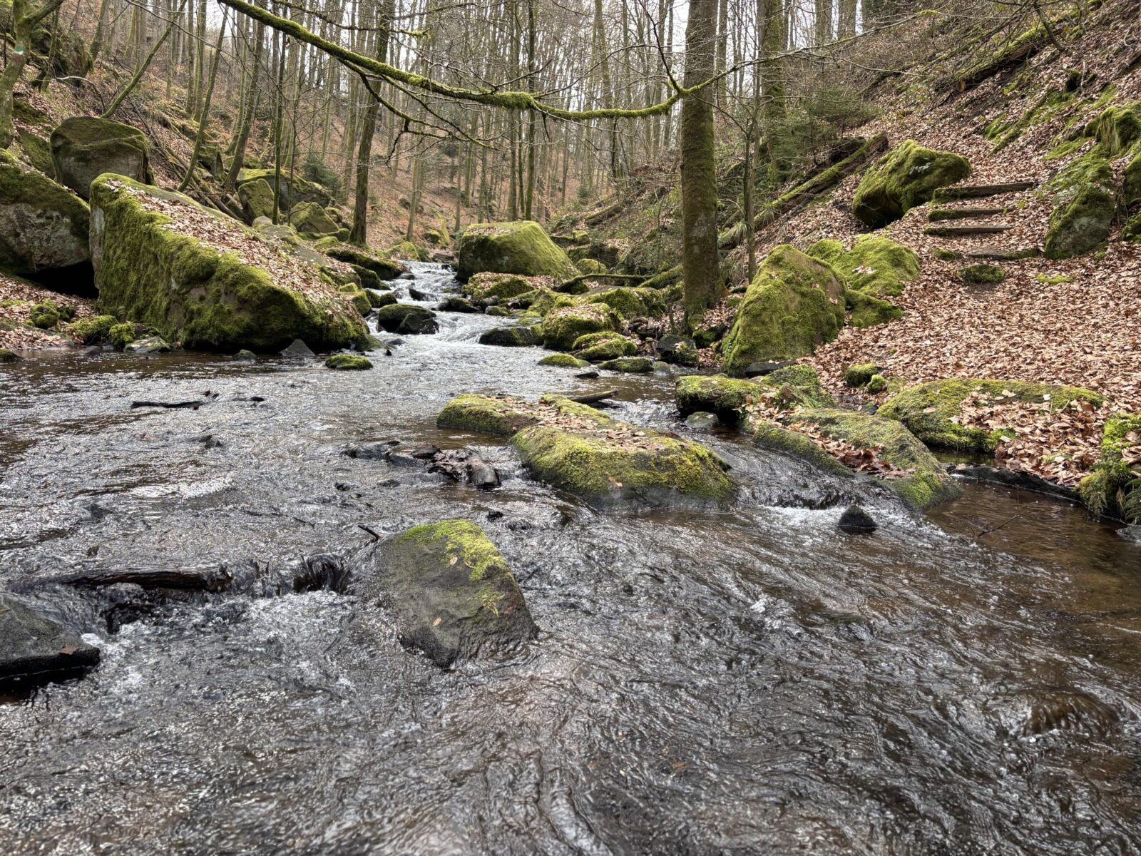 Wandern in der Pfalz: Rundwanderweg Karlstalschlucht bei Trippstadt