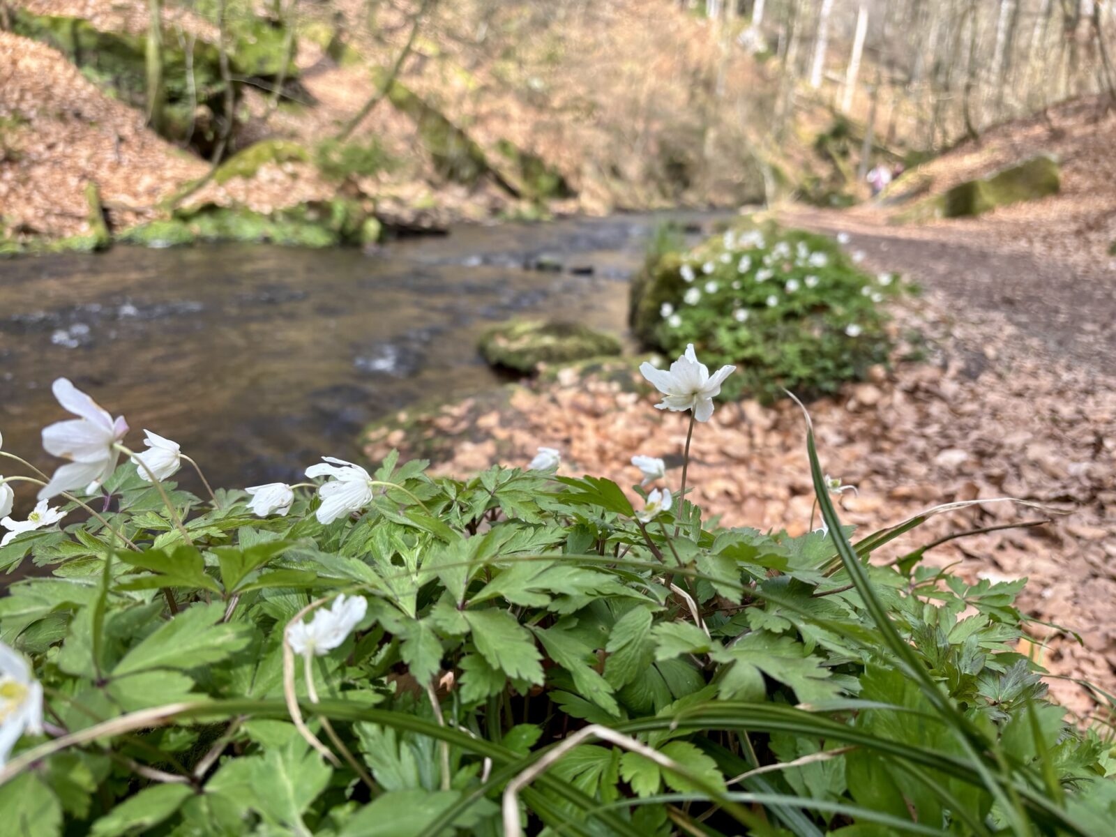 Wandern in der Pfalz: Rundwanderweg Karlstalschlucht bei Trippstadt